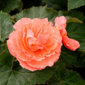 Begonia Fortune Salmon Rose