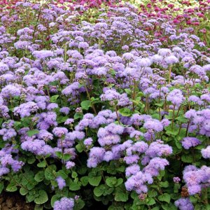 Ageratum Planet Blue