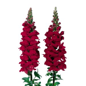 Antirrhinum Admiral Crimson