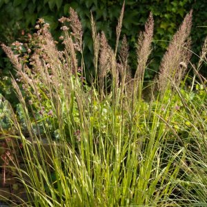 Calamagrostis brachytricha