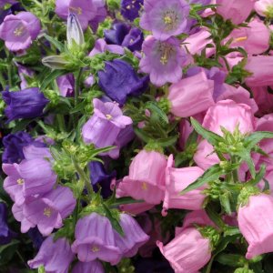 Campanula Champion Blue