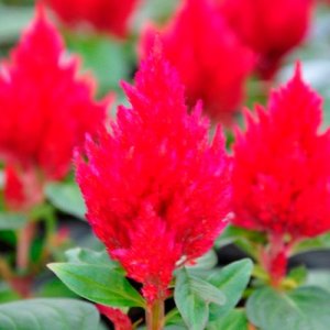 Celosia Kimono Cherry Red