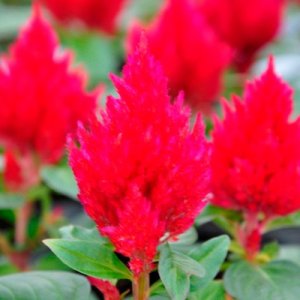 Celosia Kimono Cherry Red