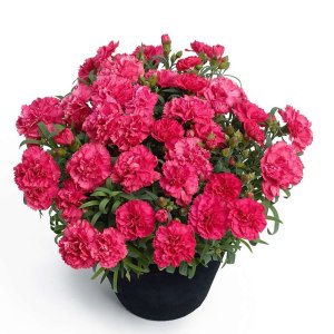 Dianthus-Sunflor-Allura