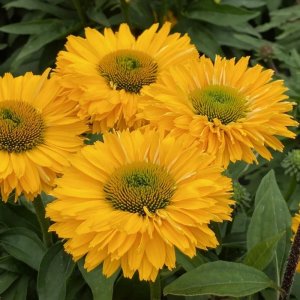 Echinacea SunSeekers Double Golden Sun