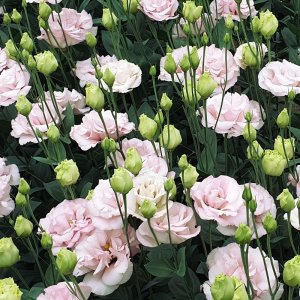 Lisianthus Arena 1 Light Pink