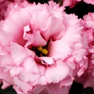 Lisianthus Corelli 1 Deep Pink