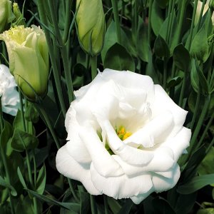 Lisianthus Echo Pure White Improved