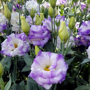 Lisianthus Aube 3 Blue Flash