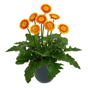 Gerbera-Garvinea-Sweet-Blaze