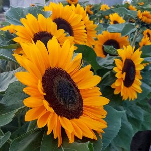 Helianthus Sunrich Summer Provence