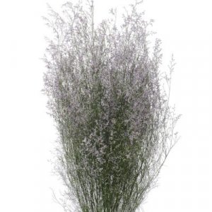 Limonium Misty Blue