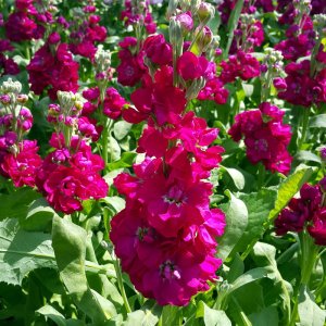 Matthiola Centum Carmine