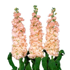 Matthiola Iron Apricot