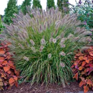 Panicum virgatum Apache Rose