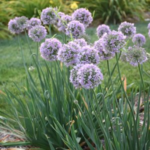 Allium Bubble Bath