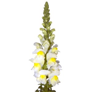 Antirrhinum Orleans III Early Lemon