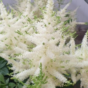 Astilbe chinensis Mojito