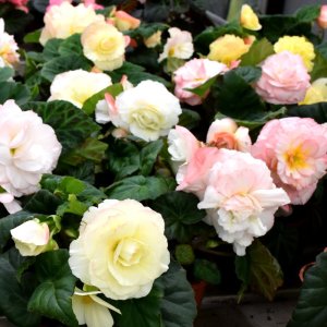 Begonia MagicFlower Aquarell