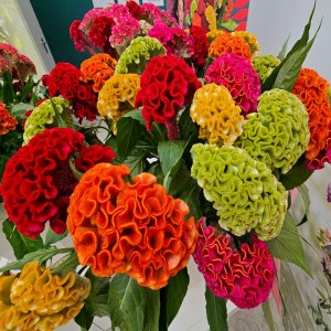 Celosia Act Mix