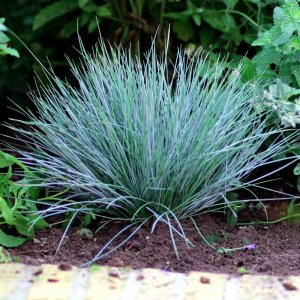 Festuca glauca Elijah Blue