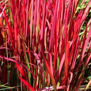 Imperata cylindrica Red Baron