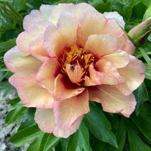 Paeonia Itoh Andersons Kaleidoscope