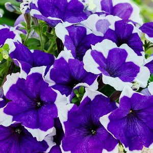 Petunia Limbo GP Blue Picotee