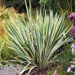 Yucca filamentosa Bright Edge