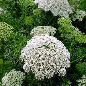 Ammi Casablanca 