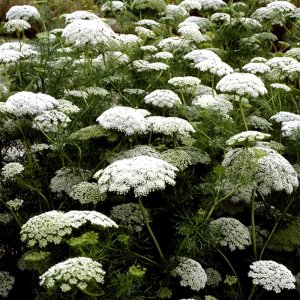 Ammi Green Mist