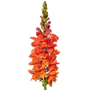 Antirrhinum Antibes Deep Orange