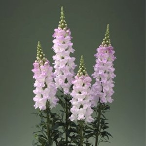Antirrhinum Legend Light Pink