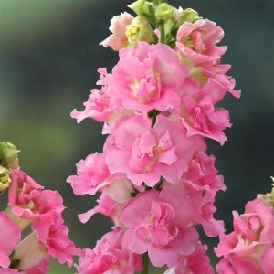 Antirrhinum Legend Double Pink