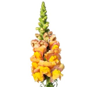 Antirrhinum Nantes Light Orange