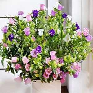 Campanula Big Ben