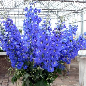Delphinium Aurora Blue