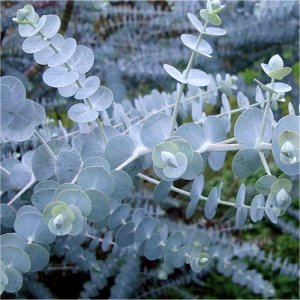 Eucalyptus pulverulenta Baby Blue