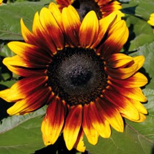 Helianthus Pro Cut Bicolour