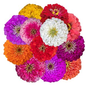 Zinnia Benarys Giant Mix