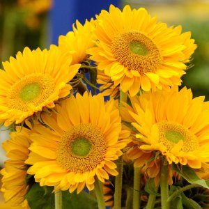 Helianthus Sunrich Gold