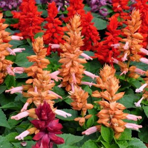 Salvia Amore Mix
