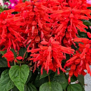 Salvia Fire Breather 