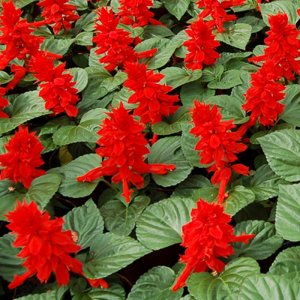 Salvia splendens Red Alert 