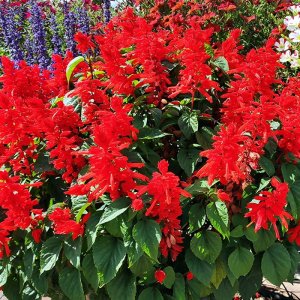 Salvia splendens Red Hill