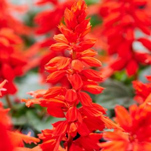 Salvia Reddy Bright Red