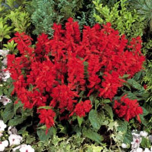 Salvia Salvano