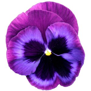 Viola Power Blue Jeans