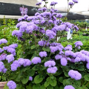 Ageratum Horizon Blue