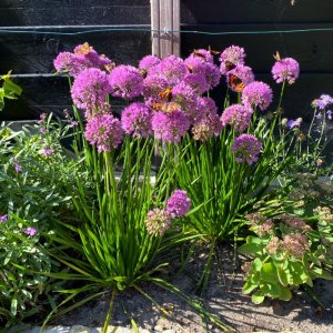 Allium senescens Millennium